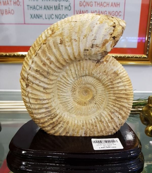 Ốc cổ hóa thạch Anh Vũ M96