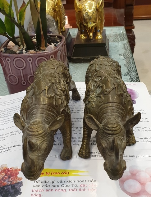 CặpTê giác đồng M116